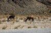Lama's onderweg