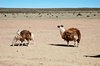 Lama's met wintervacht
