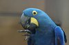 Arara Azul, blauwe papagaai (Vogelpark)