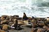 Zonnende zeeleeuwen bij Punta Norte