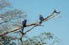 Arara-Azul (blauwe papagaai)