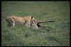 4_Leeuwin_doet_inkopen_(Serengeti_National_Park).jpg (6291 bytes)