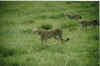 5_Cheeta's_(Serengeti_National_Park).jpg (59098 bytes)