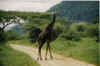 6_Overstekende_giraffe_(Manyara_National_Park).jpg (60233 bytes)